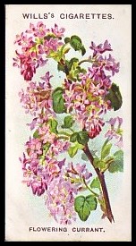8 Flowering Currant